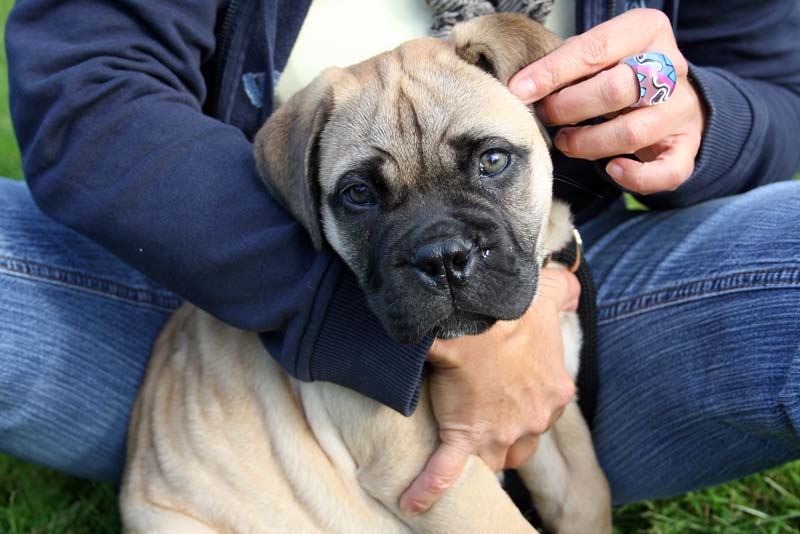 Velvet - Bull Mastiff - 9 Wochen alt