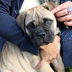 Velvet - Bull Mastiff - 9 Wochen alt