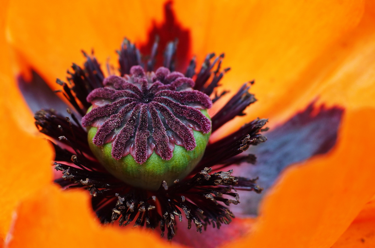 Velvet Flower