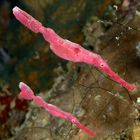 Velvet ghost pipefish