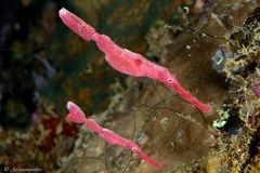 Velvet ghost pipefish