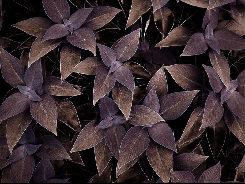 Velvet Leaves