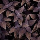 Velvet Leaves