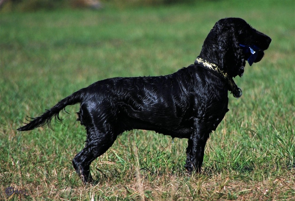 Velvet, meine schwarze Schönheit