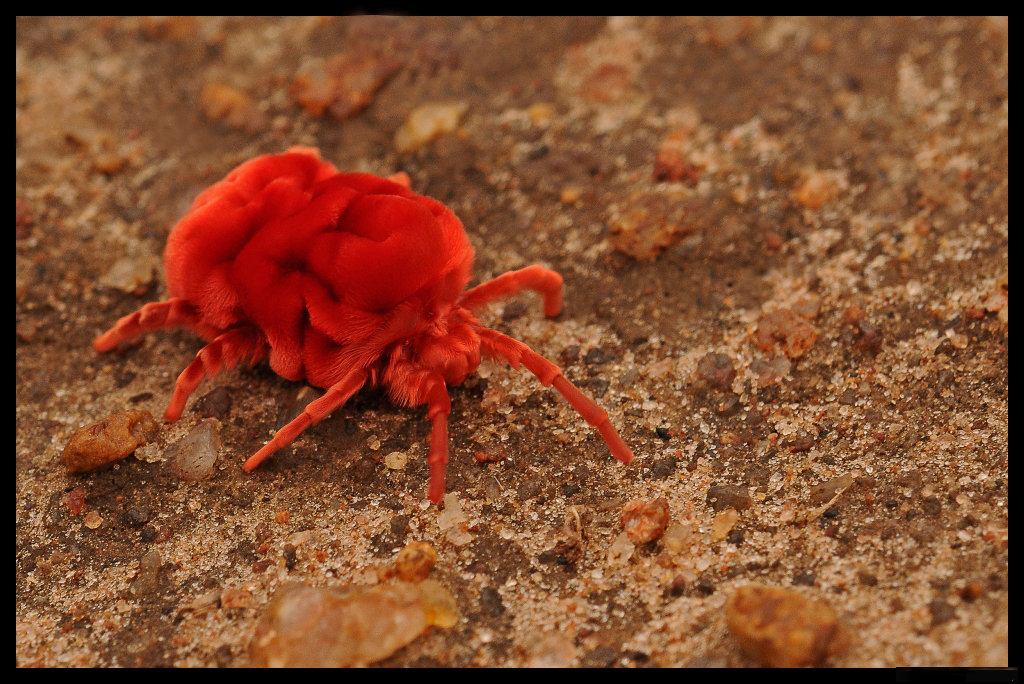 Velvet Mite