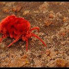 Velvet Mite