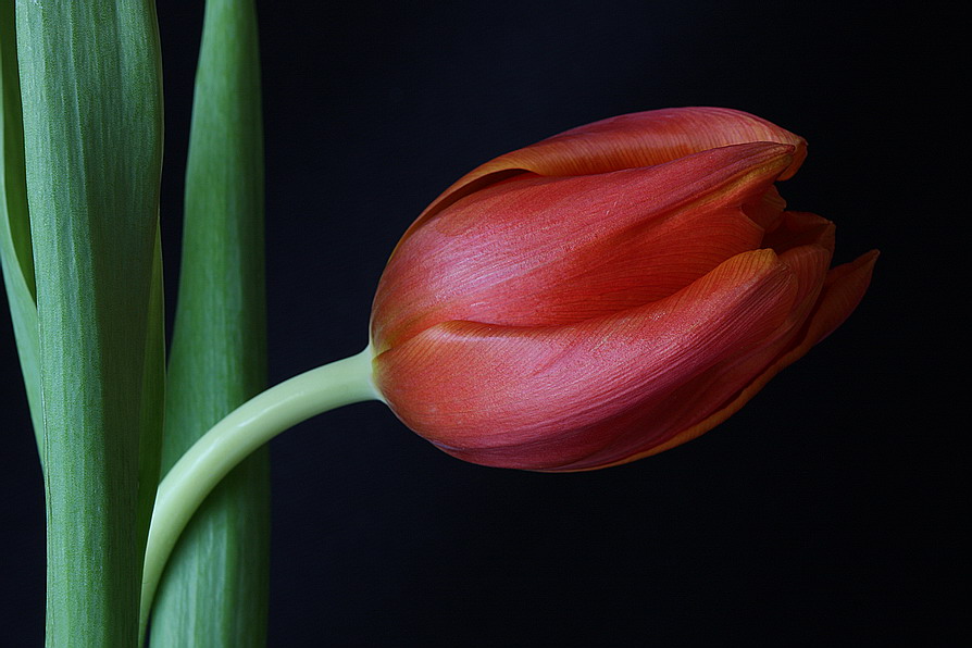 Velvet Red