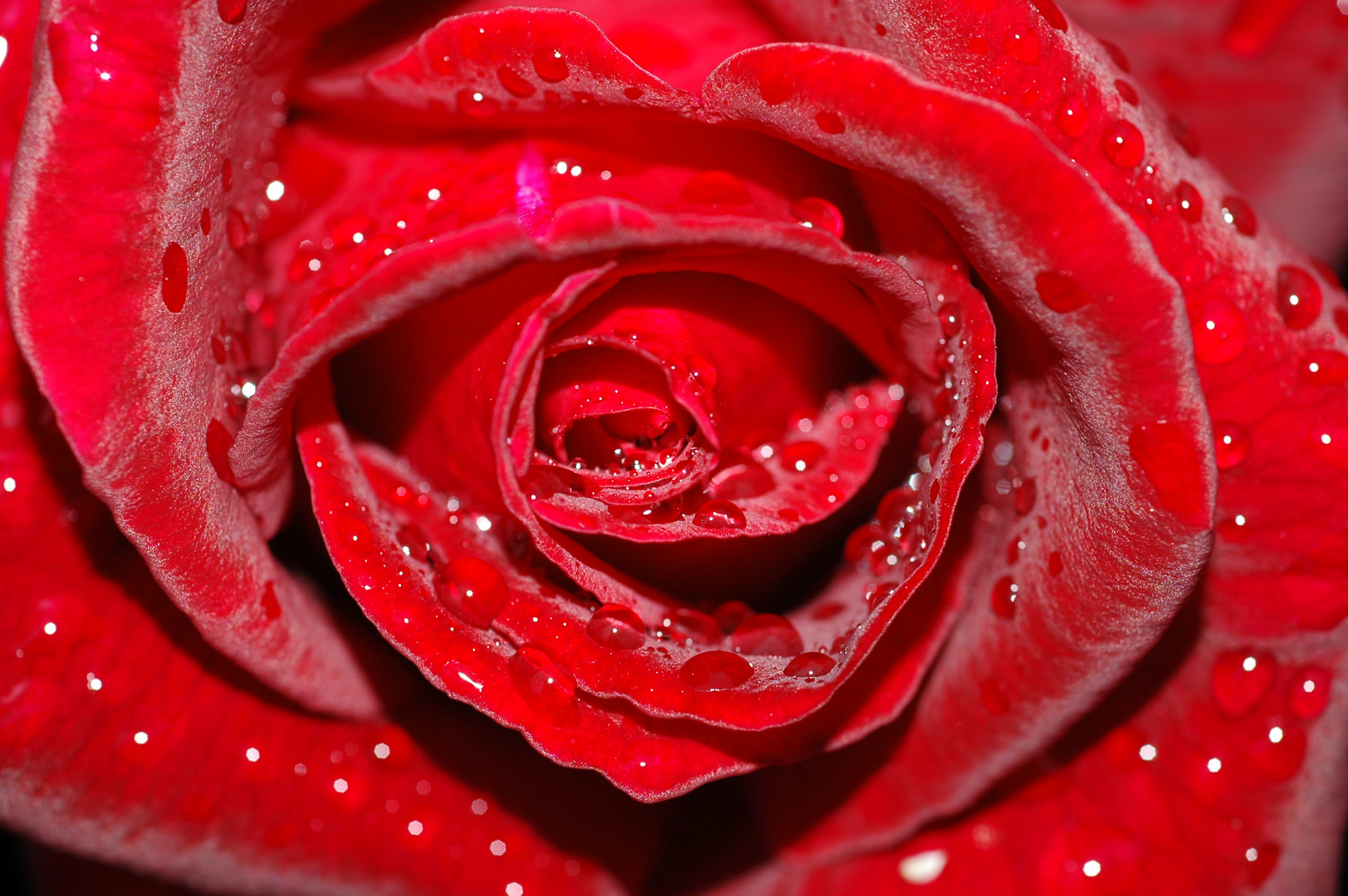 velvet rose in the rain