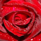 velvet rose in the rain