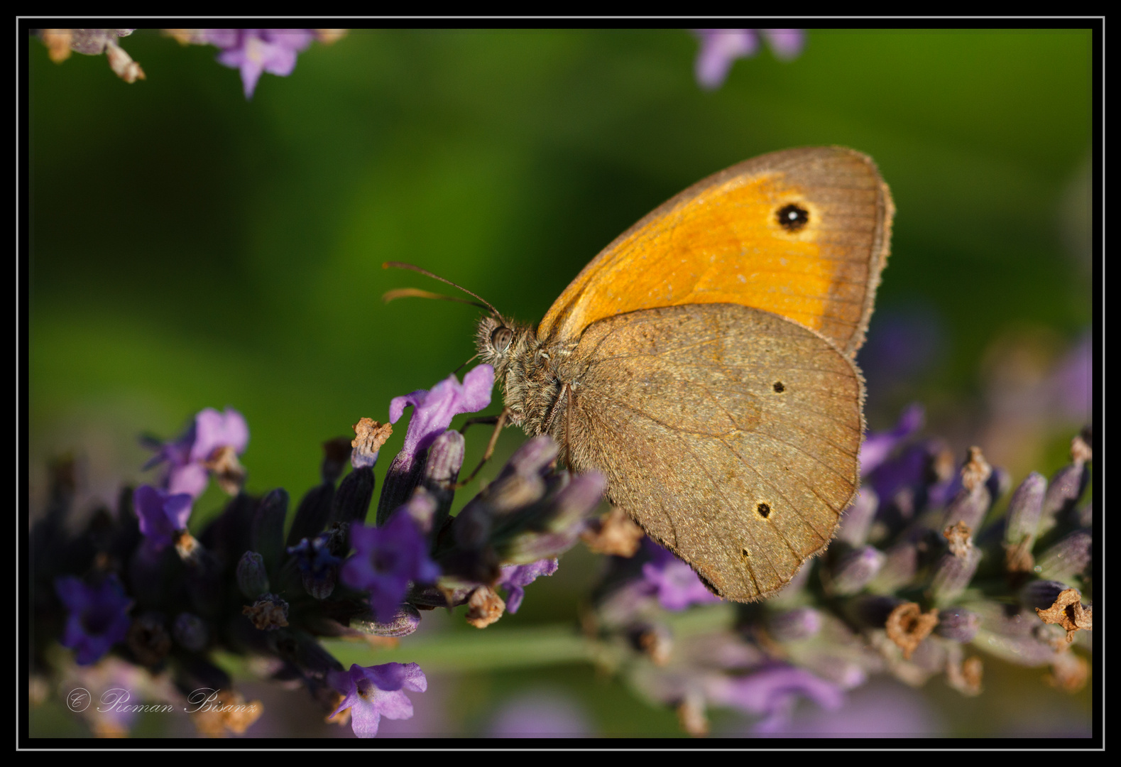 Velvet Wings