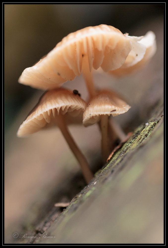 velvety mushrooms