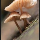 velvety mushrooms