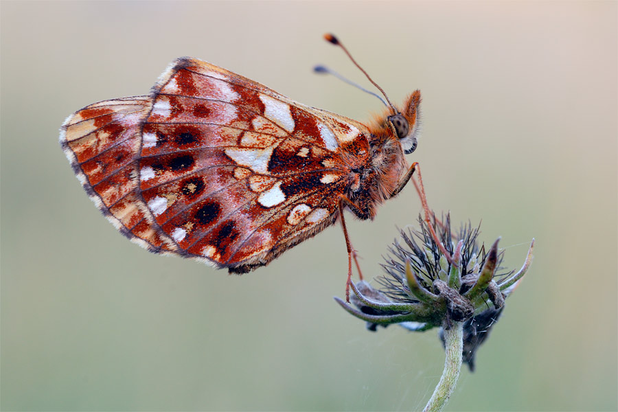 velvia perlmutt