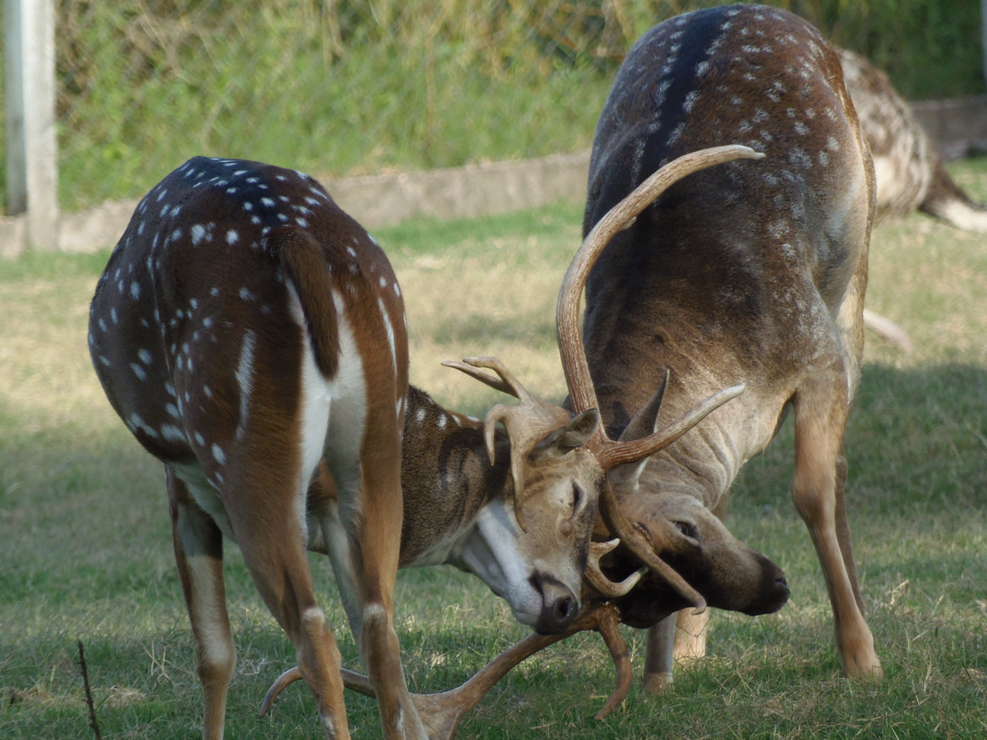 Venado