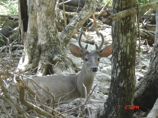 VENADO AKTUNCHEN