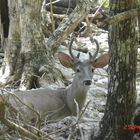 VENADO AKTUNCHEN