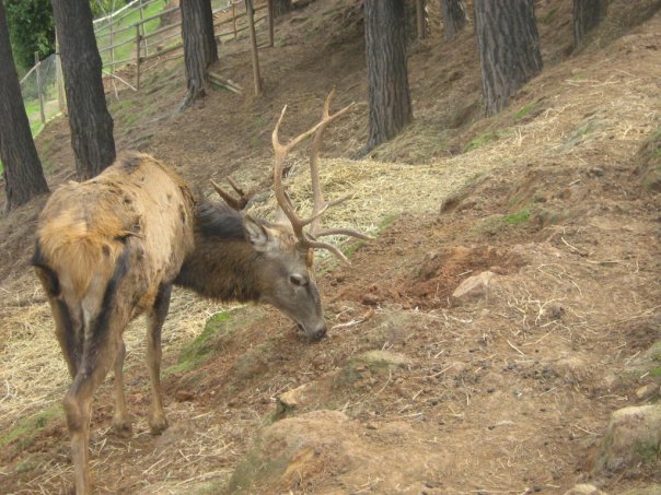 Venado 