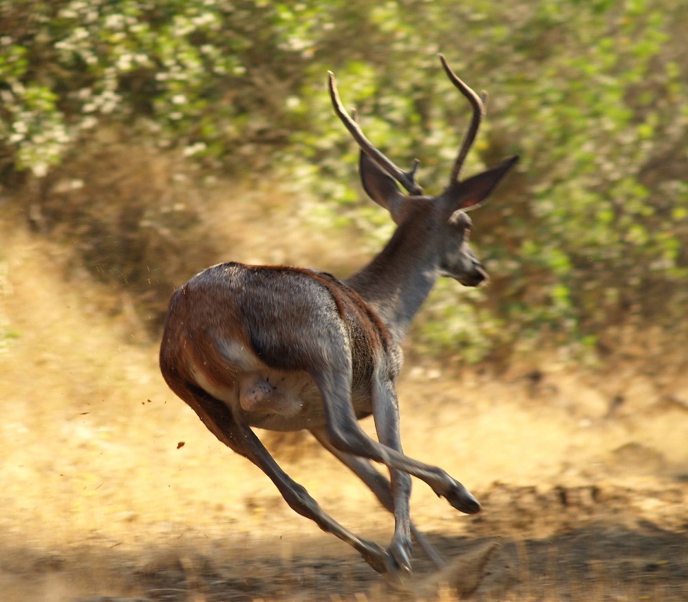 VENADO EN CARRERA - P.N. LOS ALCORNOCALES