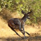 VENADO EN CARRERA - P.N. LOS ALCORNOCALES