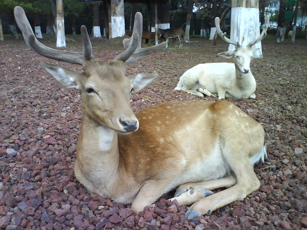 venados de cuicuilco