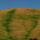 venature di verde in terra di Sicilia