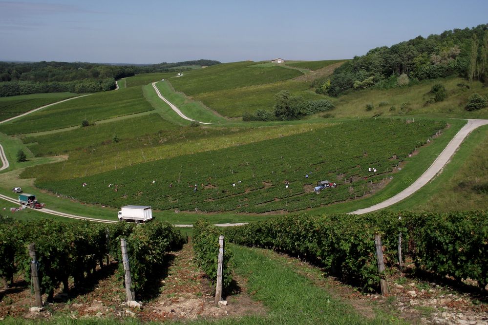 VENDANGE DANS LE JURA