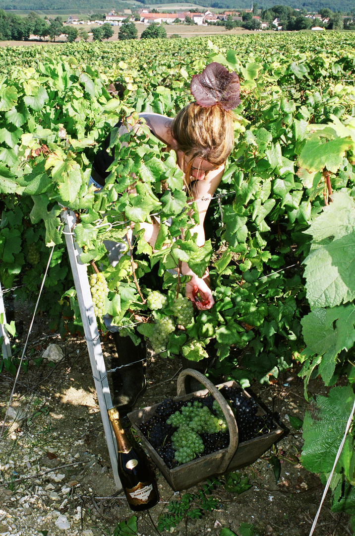 vendanges (3)