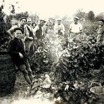 VENDANGES A L 'ANCIENNE (1941 )