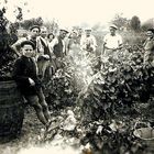 VENDANGES A L 'ANCIENNE (1941 )