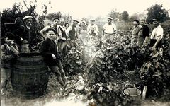 VENDANGES A L 'ANCIENNE (1941 )