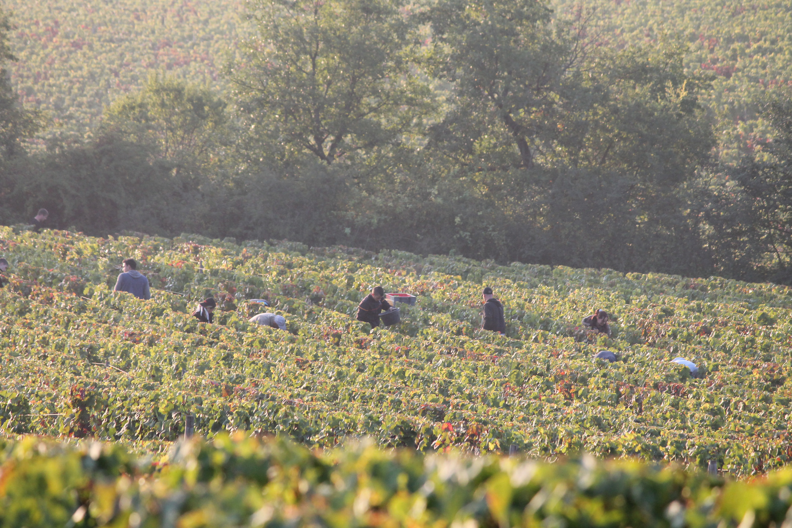 Vendanges à mercurey