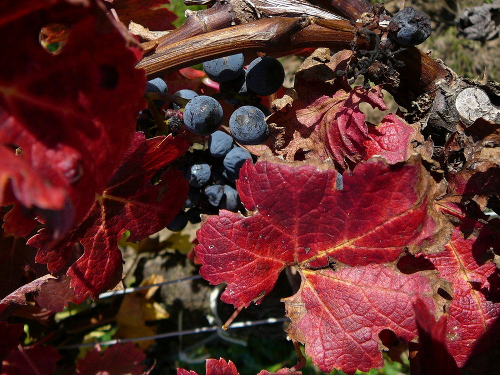 vendanges d'automne