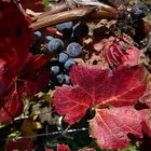 vendanges d'automne