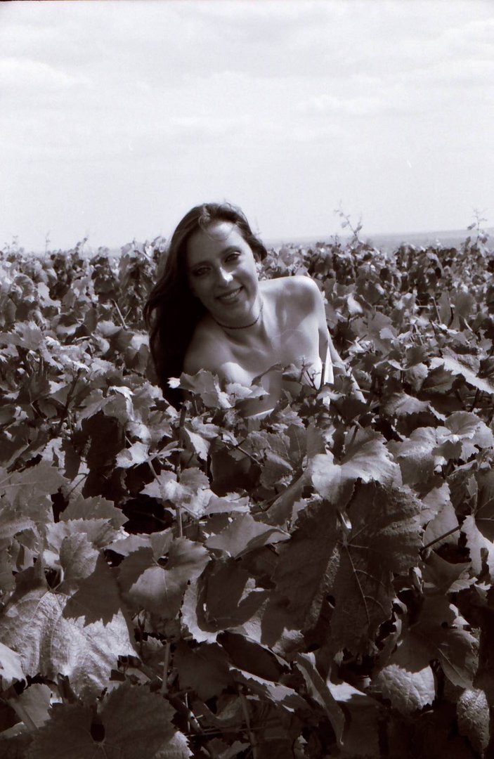 vendanges et moisson de charme