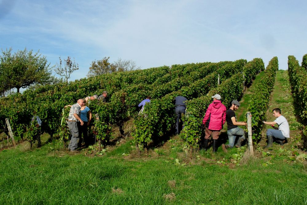 VENDANGES  JURASSIENNE