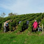 VENDANGES  JURASSIENNE