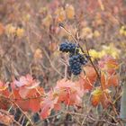 vendanges solitaires