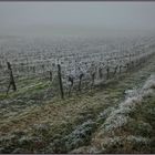 Vendanges Tardives