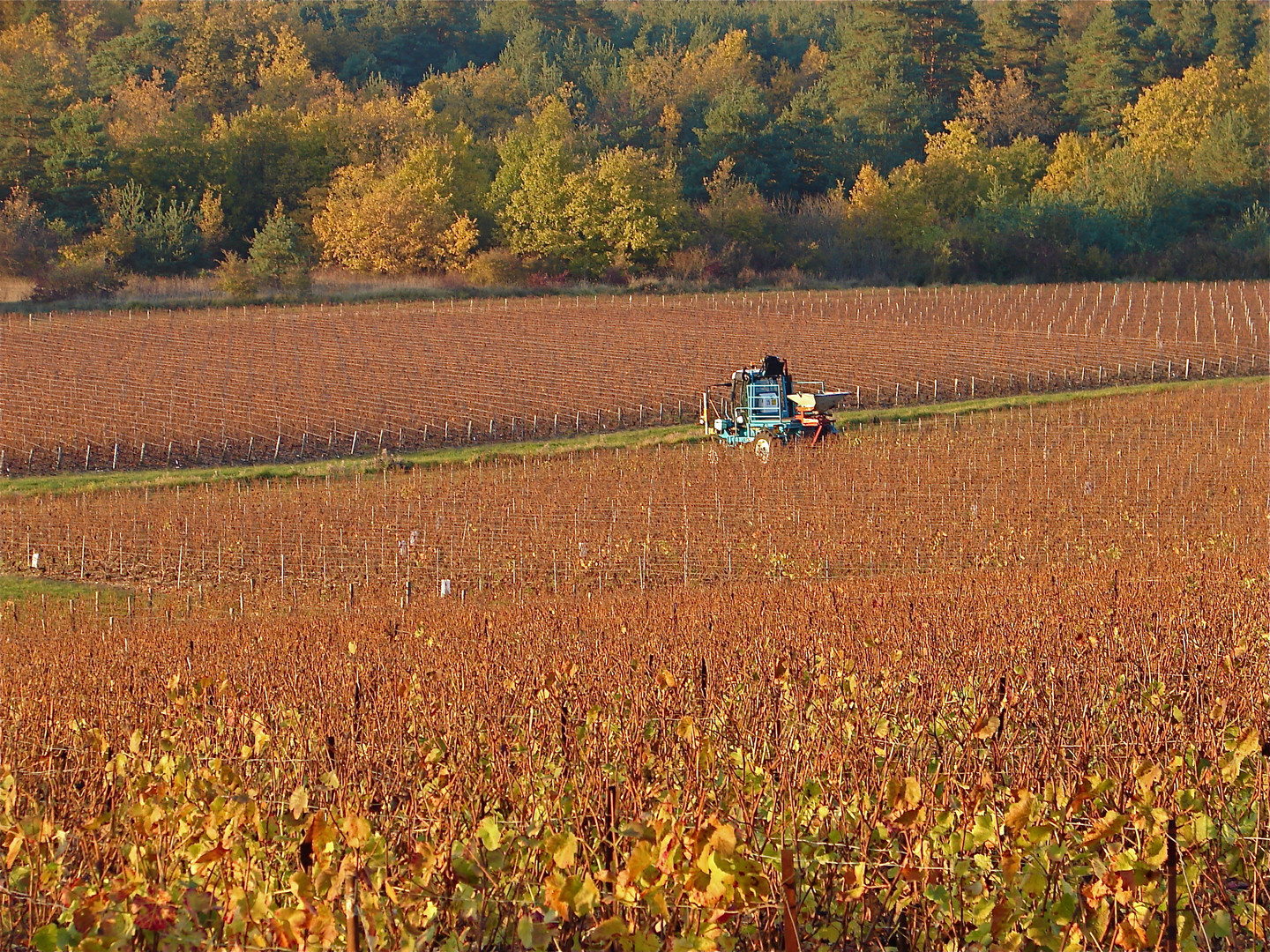 Vendanges tardives ...