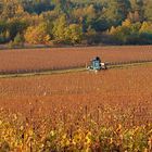 Vendanges tardives ...