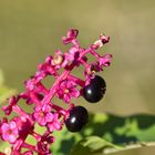 Vendanges tardives !