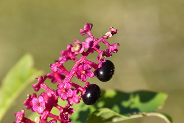 Vendanges tardives !