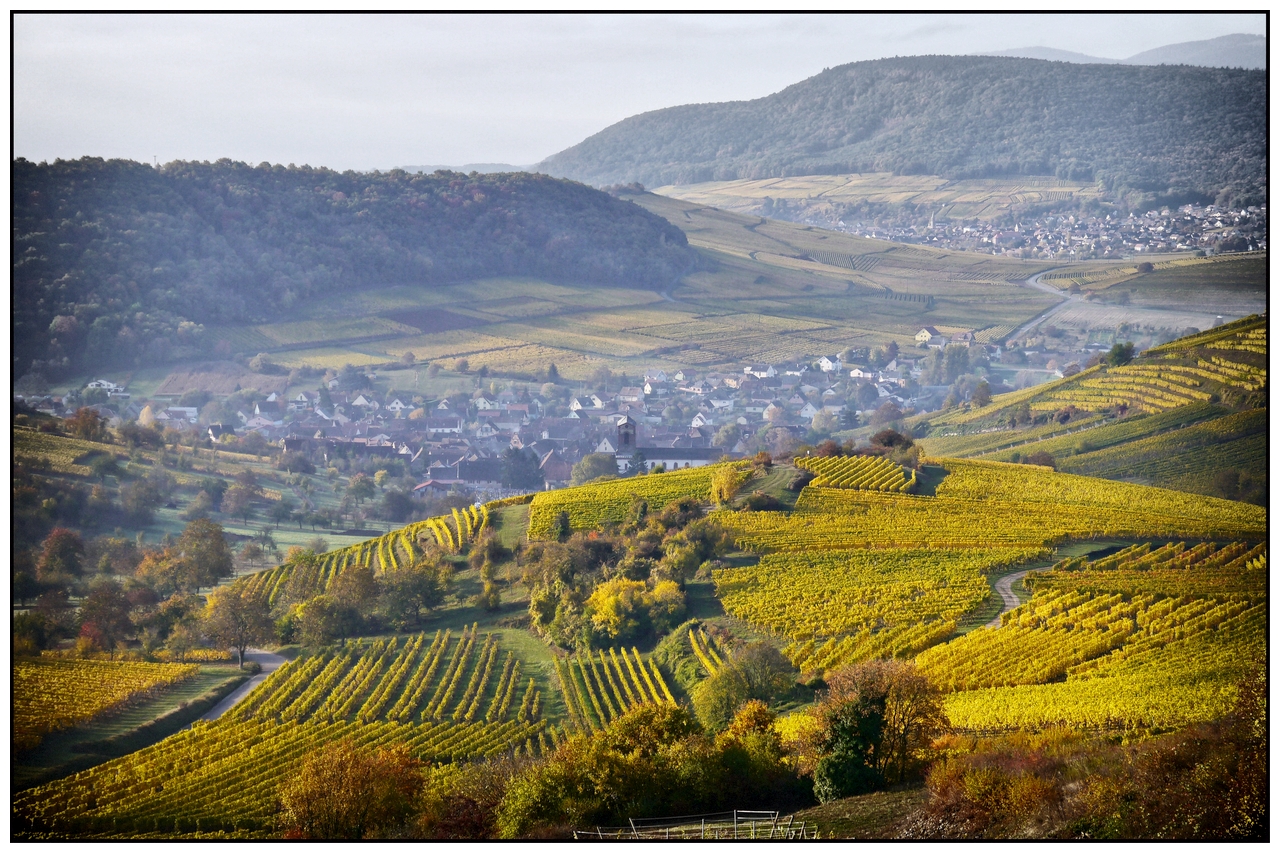 Vendanges tardives