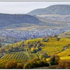 Vendanges tardives