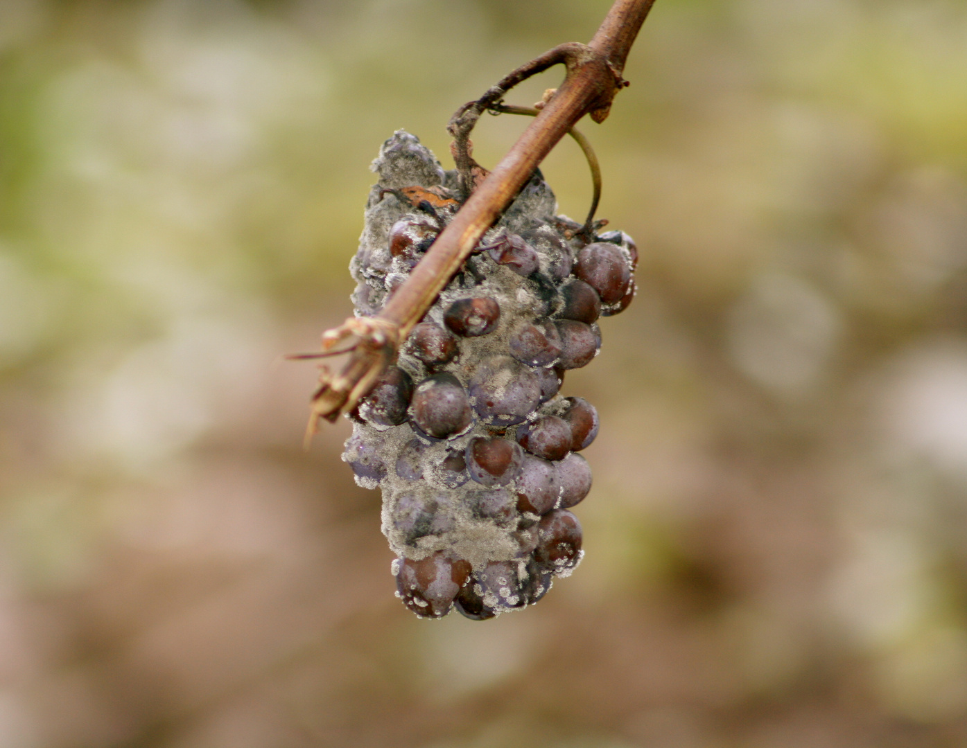 Vendanges tardives - Grands crus d'Alsace