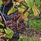 Vendanges../..Traubenlese