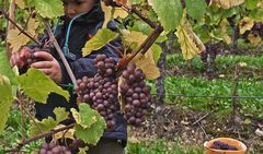 Vendanges../..Traubenlese