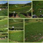 VENDANGEURS DANS LE VIGNOBLE DE PASSENANS