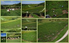 VENDANGEURS DANS LE VIGNOBLE DE PASSENANS