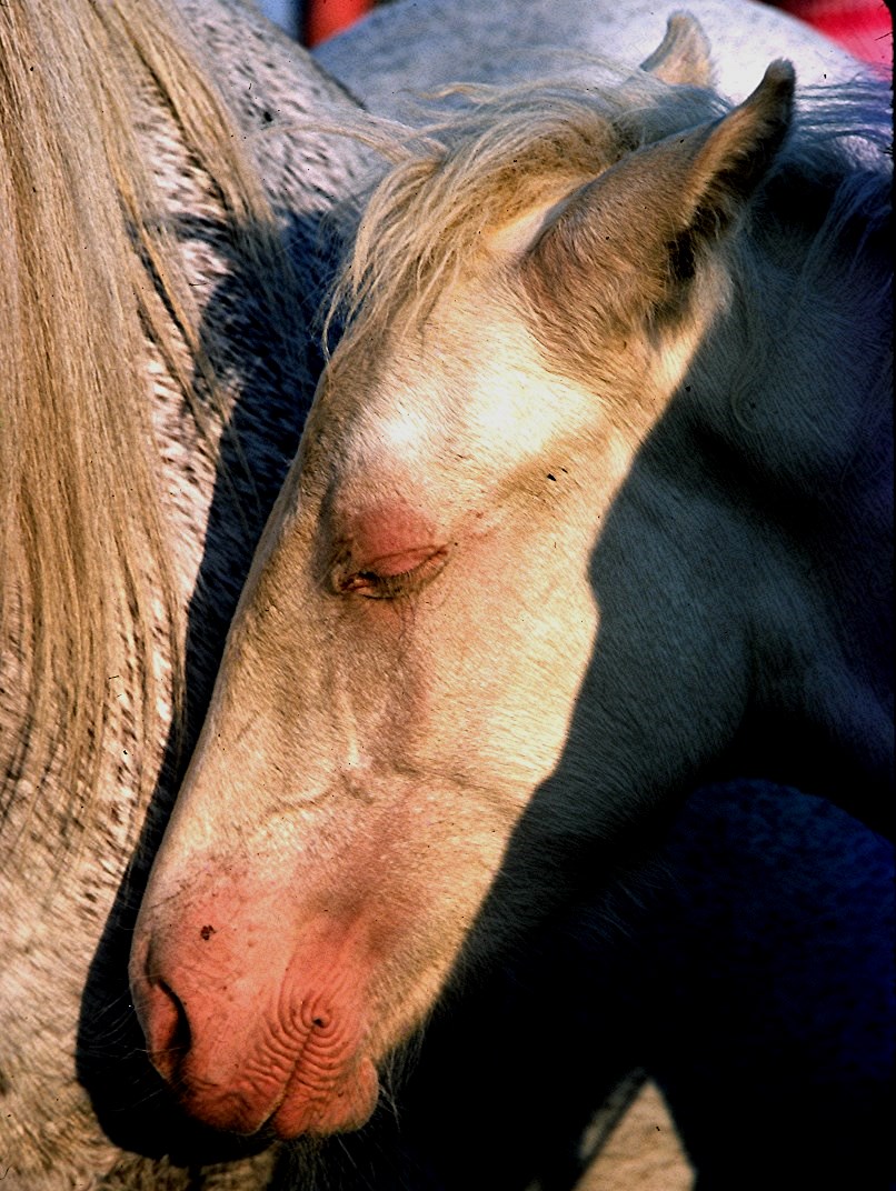 VENDEE POITOU CHARENTE - AU MARCHE DE ST GILLES la sieste